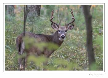white-tailed buck 9 pt copy.jpg